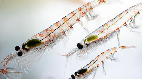 Close-up of 3 krill