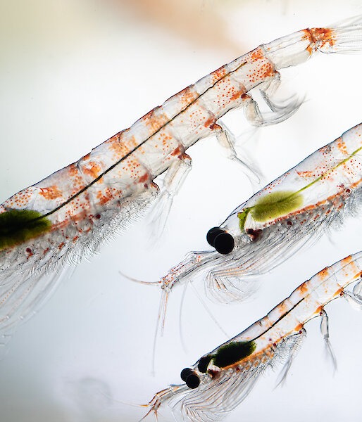 Close-up of 3 krill