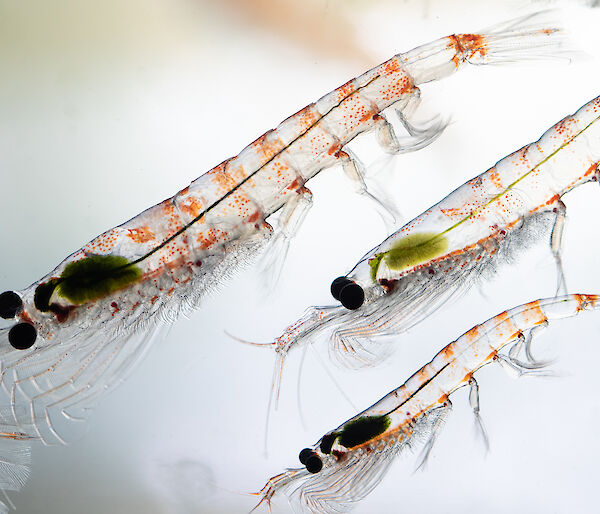 Close-up of 3 krill