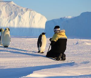 An Emperor Penguin is standing in front of a man who is kneeling on the ice with a camera on a tripod. Two other penguins stand to the rear left of frame. In the distance are large icebergs frozen into the sea-ice.