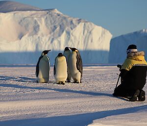 A man is kneeling on the sea-ice with a camera on a tripod. He is taking a photo of four penguins that are gathered together about two metres in front of the camera. In the distance are two large icebergs frozen into the sea-ice.