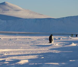 A man in a red jacket is in the distance on the left of frame. He is kneeling on the sea-ice while taking a photo with a large camera. To the right of frame is a single penguin while there are more penguins in the distance.