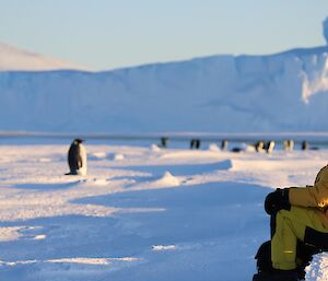 A man in a yellow jacket is sitting on an ice berm looking into the distance. In the background are a number of Emperor Penguins. In the distance are large icebergs frozen into the sea-ice.