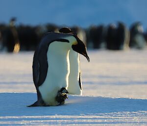 A Emperor Penguin chick can be seen poking its head out at the base of its parent who is getting ready to provide food to the chick. In the background is a large number of penguins huddled together.