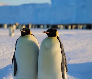 Two Emperor Penguins are standing side-by-side looking at the camera. In the background are a great number of penguins huddled together.