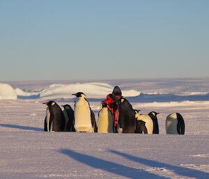 A man in a red jacket and grey beanie is in the background facing us. He is taking photos of a group of Emperor Penguins that are gathered in the centre of frame. In the distance are a number of large icebergs frozen in the sea-ice.