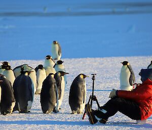 A man is sitting on the sea ice as a number of penguins approach him. There is a camera tripod in front of the man.
