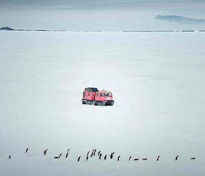 A pink Hägglunds gives way to a line of about twenty penguins marching across the sea-ice.