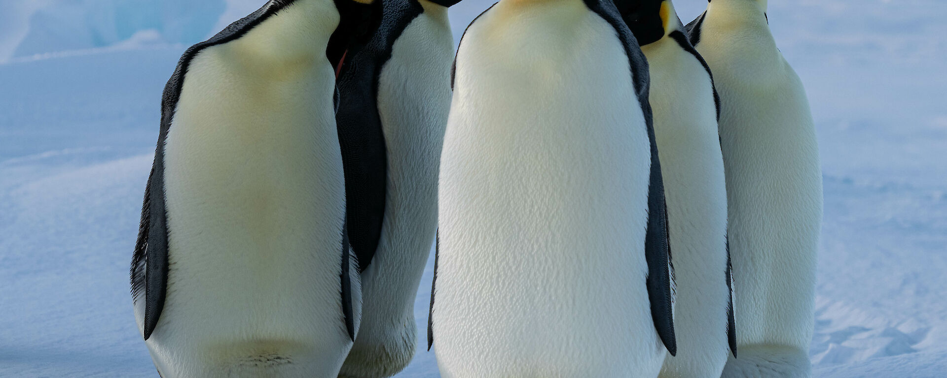 Five penguins are together in a huddle with one slightly closer to the camera. There are large icebergs in the distance.