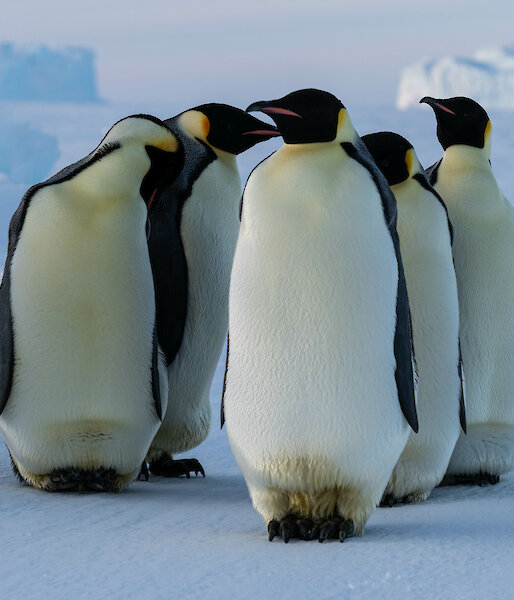Five penguins are together in a huddle with one slightly closer to the camera. There are large icebergs in the distance.