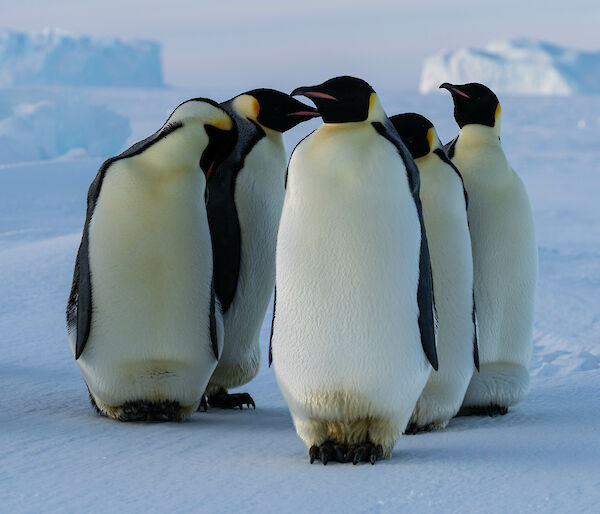 Five penguins are together in a huddle with one slightly closer to the camera. There are large icebergs in the distance.