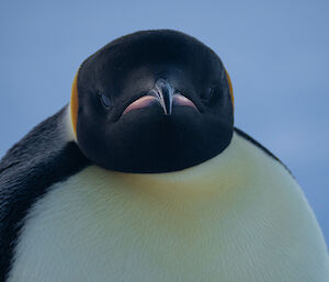 An emperor penguin is in close focus, staring directly at the camera.