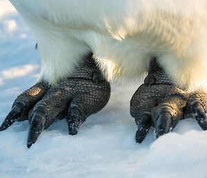 The feet of an emperor penguin are in close focus on the snow covered sea ice