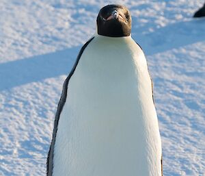 An emperor penguin is looking straight at the camera. It is walking towards the camera over snow covered sea ice.