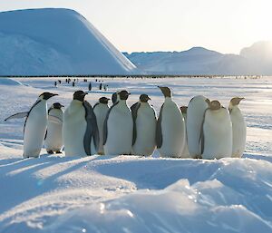 A number of emperor penguins are huddled together and approaching the camera. In the distance is a very large number of penguins near towering icebergs frozen into the sea ice
