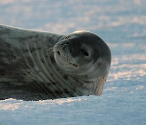 A Weddell seal is laying sideways on the ice looking in the general direction of the camera.