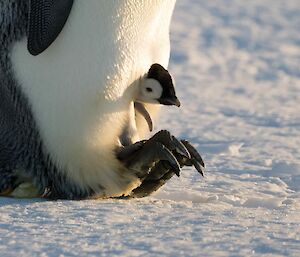 A emperor penguin chick is poking it head out from underneath its parents feathers. The lower half of the parent emperor penguin is visible standing on the snow covered sea ice.