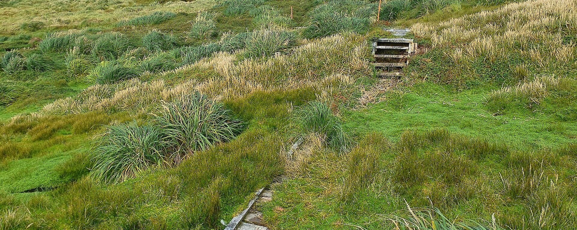 Boardwalk through green vegetation