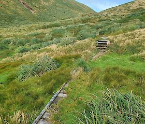 Boardwalk through green vegetation