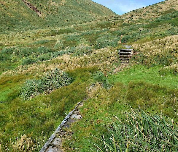 Boardwalk through green vegetation