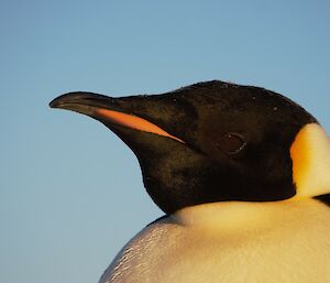 The head of an emperor penguin, turned to the side, is centre of frame.