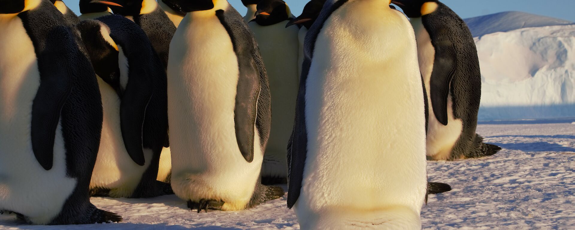 A number of large, emperor penguins are in a group close to the camera. They are standing on ice and there is a large ice berg in the distance.