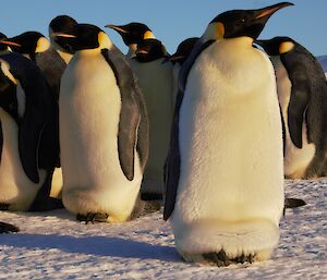 A number of large, emperor penguins are in a group close to the camera. They are standing on ice and there is a large ice berg in the distance.