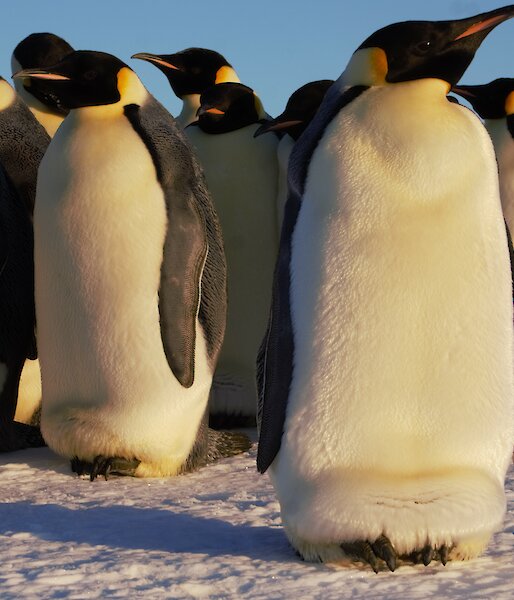 A number of large, emperor penguins are in a group close to the camera. They are standing on ice and there is a large ice berg in the distance.