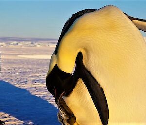 An emperor penguin is scratching itself with its beak. There are icebergs in the distance.