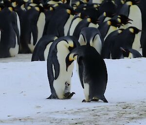 Two adult emperor penguins are looking down towards a penguin chick that is on the feet of one of the adults. There is a large huddle of penguins in the background.