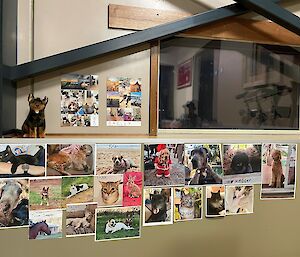 A wall displaying many photos of expeditioner's pets.