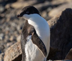 Close-up of a lone black and white penguin standing on rocks.
