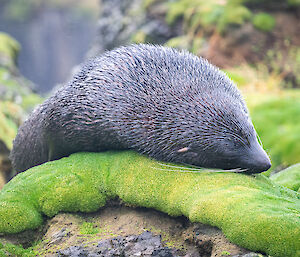 Sleeping Fur Seal - Macquarie Island.