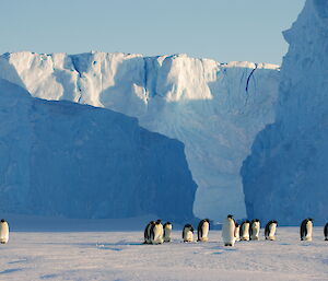 There are very large icebergs in the distance forming a canyon. In the middle ground are a number of emperor penguins standing on the sea ice