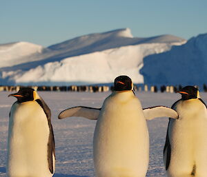 Three large penguins are looking towards the camera. The penguin in the centre has its wings extended. In the distance there are large icebergs frozen into the sea ice and many more penguins.