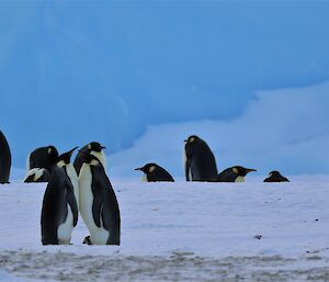 Two adult emperor penguins are chest to chest and a chick is visible on the feet of one of the penguins. In the background are a number of other penguins.