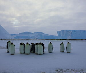 A group of penguins are standing together on the ice looking at the camera. In the distance is a very large colony of penguins close to large icebergs frozen into the sea ice