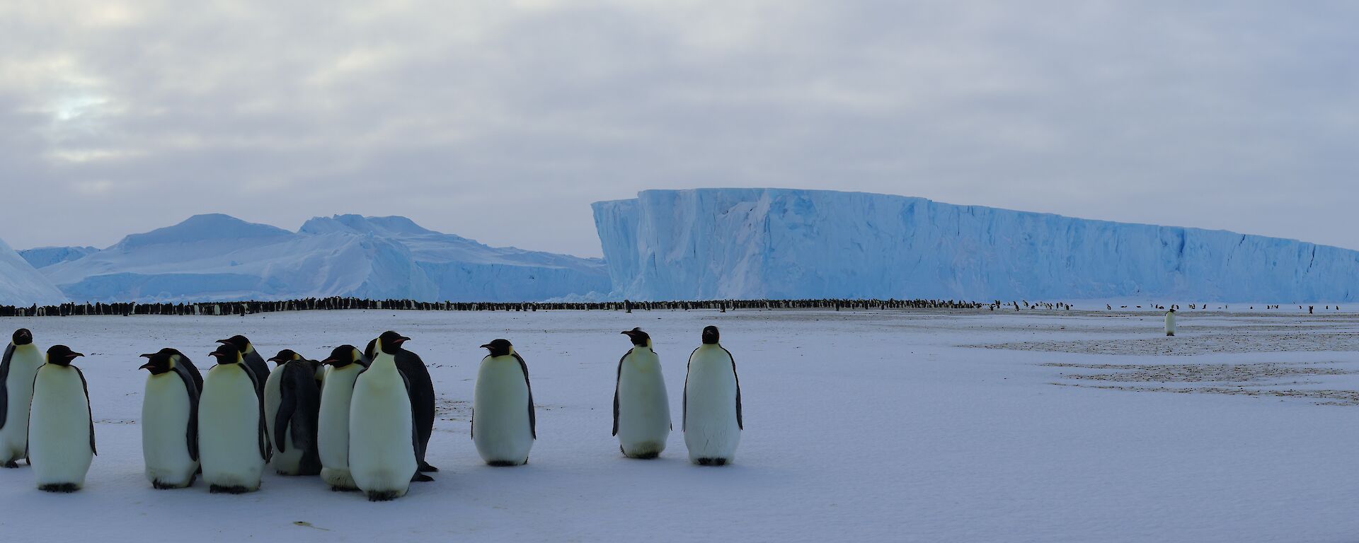 A group of penguins are standing together on the ice looking at the camera. In the distance is a very large colony of penguins close to large icebergs frozen into the sea ice