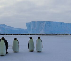 A group of penguins are standing together on the ice looking at the camera. In the distance is a very large colony of penguins close to large icebergs frozen into the sea ice