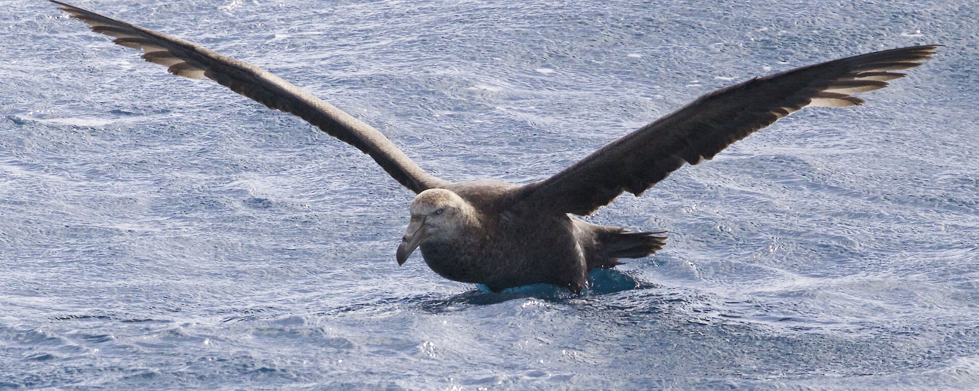 Southern Giant Petrel on the water
