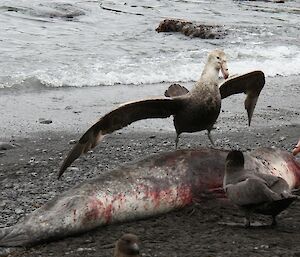 A Southern Giant Petrel standing on a seal carcass