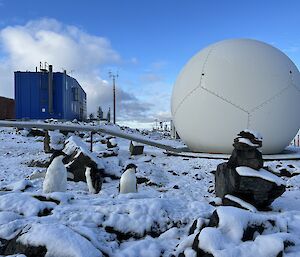 Three penguins standing in the snow near a spherical white building with a large blue building in the background.