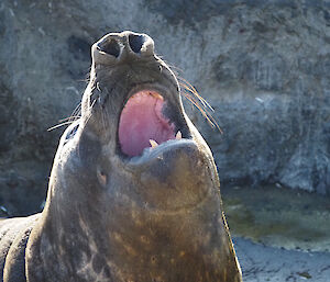 An elephant seal yawns