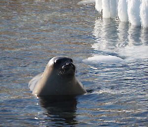 A weddell seal emerges from the water