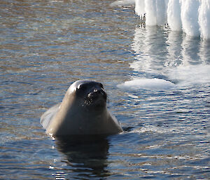 A weddell seal emerges from the water
