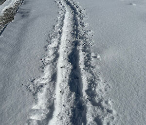 A penguin's belly slide trail through the snow