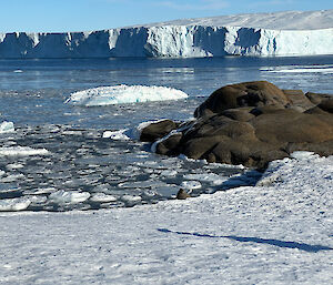 An Antarctic landscape of ice, rock and water with a seal's head looking rock-ish