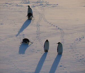 Five emperor penguins are approaching. The view is looking down on the penguins from a higher vantage point.