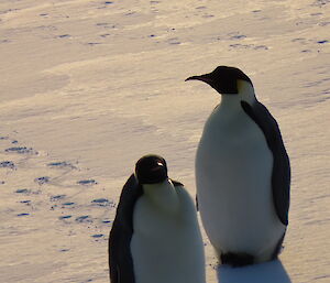 Two emperor penguins are standing on a slight slope which is covered in snow.