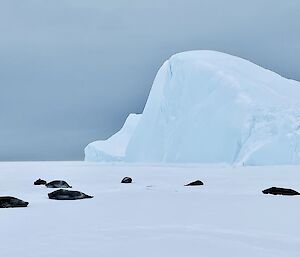 Eight Weddell seals lying on the sea-ice in front if a large iceberg.